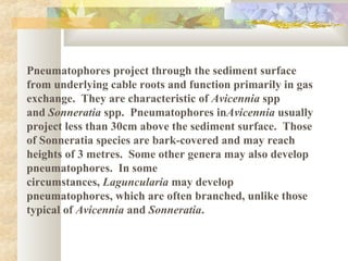 Pneumatophores project through the sediment surface
from underlying cable roots and function primarily in gas
exchange. They are characteristic of Avicennia spp
and Sonneratia spp. Pneumatophores inAvicennia usually
project less than 30cm above the sediment surface. Those
of Sonneratia species are bark-covered and may reach
heights of 3 metres. Some other genera may also develop
pneumatophores. In some
circumstances, Laguncularia may develop
pneumatophores, which are often branched, unlike those
typical of Avicennia and Sonneratia.
 