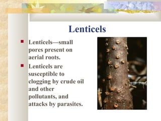 Lenticels
 Lenticels—small
pores present on
aerial roots.
 Lenticels are
susceptible to
clogging by crude oil
and other
pollutants, and
attacks by parasites.
 