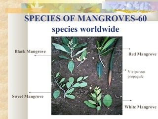 SPECIES OF MANGROVES-60
species worldwide
Black Mangrove
Red Mangrove
Sweet Mangrove
White Mangrove
Viviparous
propagule
 