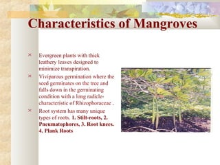 Characteristics of Mangroves
 Evergreen plants with thick
leathery leaves designed to
minimize transpiration.
 Viviparous germination where the
seed germinates on the tree and
falls down in the germinating
condition with a long radicle-
characteristic of Rhizophoraceae .
 Root system has many unique
types of roots. 1. Stilt-roots, 2.
Pneumatophores, 3. Root knees.
4. Plank Roots
 