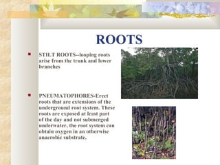 ROOTS
 STILT ROOTS--looping roots
arise from the trunk and lower
branches
 PNEUMATOPHORES-Erect
roots that are extensions of the
underground root system. These
roots are exposed at least part
of the day and not submerged
underwater, the root system can
obtain oxygen in an otherwise
anaerobic substrate.
 