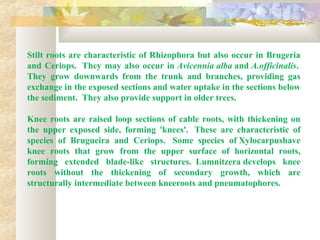 Stilt roots are characteristic of Rhizophora but also occur in Brugeria
and Ceriops. They may also occur in Avicennia alba and A.officinalis.
They grow downwards from the trunk and branches, providing gas
exchange in the exposed sections and water uptake in the sections below
the sediment. They also provide support in older trees.
Knee roots are raised loop sections of cable roots, with thickening on
the upper exposed side, forming 'knees'. These are characteristic of
species of Brugueira and Ceriops. Some species of Xylocarpushave
knee roots that grow from the upper surface of horizontal roots,
forming extended blade-like structures. Lumnitzera develops knee
roots without the thickening of secondary growth, which are
structurally intermediate between kneeroots and pneumatophores.
 