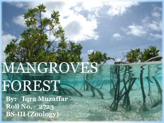 MANGROVES
FOREST
By: Iqra Muzaffar
Roll No. 2723
BS-III (Zoology)
 