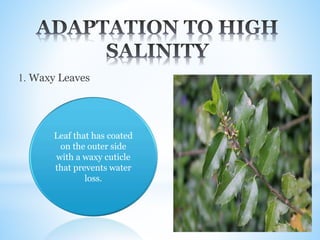 1. Waxy Leaves
Leaf that has coated
on the outer side
with a waxy cuticle
that prevents water
loss.
 