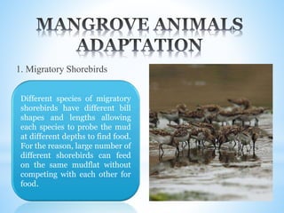 1. Migratory Shorebirds
Different species of migratory
shorebirds have different bill
shapes and lengths allowing
each species to probe the mud
at different depths to find food.
For the reason, large number of
different shorebirds can feed
on the same mudflat without
competing with each other for
food.
 