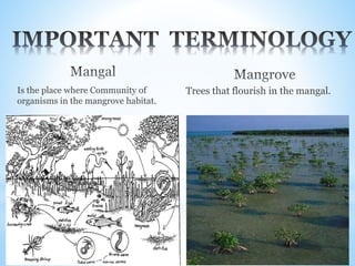 Is the place where Community of
organisms in the mangrove habitat.
Trees that flourish in the mangal.
 