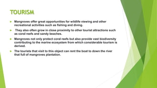 TOURISM
 Mangroves offer great opportunities for wildlife viewing and other
recreational activities such as fishing and diving.
 They also often grow in close proximity to other tourist attractions such
as coral reefs and sandy beaches.
 Mangroves not only protect coral reefs but also provide vast biodiversity
contributing to the marine ecosystem from which considerable tourism is
derived.
 The tourists that visit to this object can rent the boat to down the river
that full of mangroves plantation.
 
