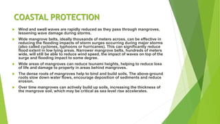 COASTAL PROTECTION
 Wind and swell waves are rapidly reduced as they pass through mangroves,
lessening wave damage during storms.
 Wide mangrove belts, ideally thousands of meters across, can be effective in
reducing the flooding impacts of storm surges occurring during major storms
(also called cyclones, typhoons or hurricanes). This can significantly reduce
flood extent in low lying areas. Narrower mangrove belts, hundreds of meters
wide, will still be able to reduce wind speed, the impact of waves on top of the
surge and flooding impact to some degree.
 Wide areas of mangroves can reduce tsunami heights, helping to reduce loss
of life and damage to property in areas behind mangroves.
 The dense roots of mangroves help to bind and build soils. The above-ground
roots slow down water flows, encourage deposition of sediments and reduce
erosion.
 Over time mangroves can actively build up soils, increasing the thickness of
the mangrove soil, which may be critical as sea level rise accelerates.
 