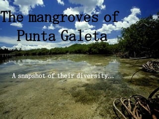 The mangroves of  Punta Galeta A snapshot of their diversity… 