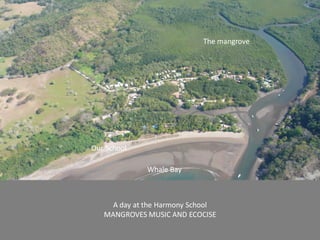 The mangrove




Our School

              Whale Bay



     A day at the Harmony School
   MANGROVES MUSIC AND ECOCISE
 