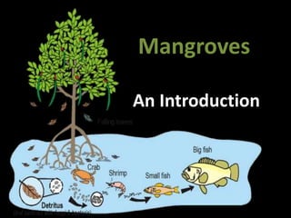 Mangroves
An Introduction
 