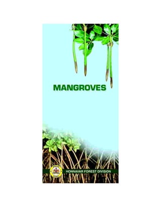 Mangroves of Honnavar 
