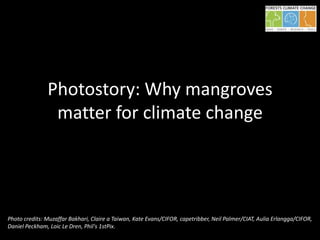Photostory: Why mangroves
matter for climate change

Photo credits: Muzaffar Bakhari, Claire a Taiwan, Kate Evans/CIFOR, capetribber, Neil Palmer/CIAT, Aulia Erlangga/CIFOR,
Daniel Peckham, Loic Le Dren, Phil's 1stPix.

 
