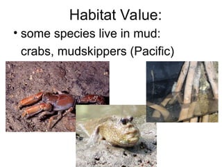 Habitat Value:
• some species live in mud:
crabs, mudskippers (Pacific)
 
