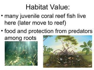 Habitat Value:
• many juvenile coral reef fish live
here (later move to reef)
• food and protection from predators
among roots
 