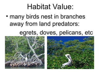 Habitat Value:
• many birds nest in branches
away from land predators:
egrets, doves, pelicans, etc
 