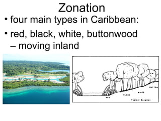 Zonation
• four main types in Caribbean:
• red, black, white, buttonwood
– moving inland
 