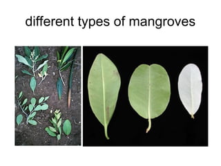 different types of mangroves
 