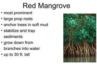 Red Mangrove
• most prominent
• large prop roots
• anchor trees in soft mud
• stabilize and trap
sediments
• grow down from
branches into water
• up to 30 ft. tall
 