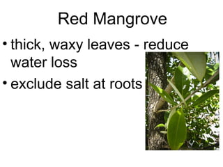 Red Mangrove
• thick, waxy leaves - reduce
water loss
• exclude salt at roots
 