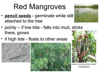 Red Mangroves
• pencil seeds - germinate while still
attached to the tree
• pointy – if low tide - falls into mud, sticks
there, grows
• if high tide - floats to other areas
 