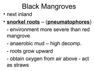 Black Mangroves
• next inland
• snorkel roots – (pneumatophores)
- environment more severe than red
mangrove
- anaerobic mud – high decomp.
- roots grow upward
- obtain oxygen from air above - act
as straws
 