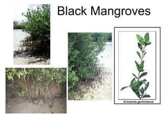 Black Mangroves
 