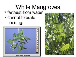 White Mangroves
• farthest from water
• cannot tolerate
flooding
 