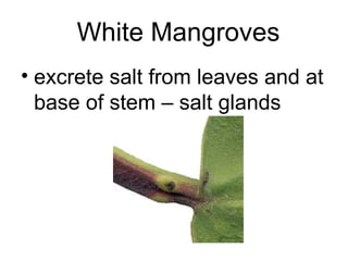 White Mangroves
• excrete salt from leaves and at
base of stem – salt glands
 