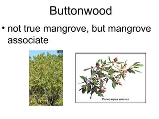 Buttonwood
• not true mangrove, but mangrove
associate
 