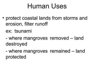Human Uses
• protect coastal lands from storms and
erosion, filter runoff
ex: tsunami
- where mangroves removed – land
destroyed
- where mangroves remained – land
protected
 