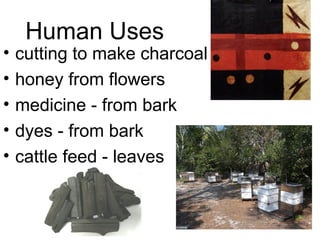 Human Uses
• cutting to make charcoal
• honey from flowers
• medicine - from bark
• dyes - from bark
• cattle feed - leaves
 