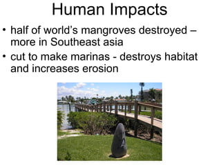 Human Impacts
• half of world’s mangroves destroyed –
more in Southeast asia
• cut to make marinas - destroys habitat
and increases erosion
 