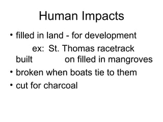 Human Impacts
• filled in land - for development
ex: St. Thomas racetrack
built on filled in mangroves
• broken when boats tie to them
• cut for charcoal
 
