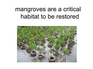 mangroves are a critical
habitat to be restored
 