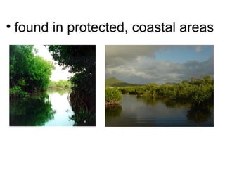 • found in protected, coastal areas
 