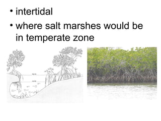 • intertidal
• where salt marshes would be
in temperate zone
 