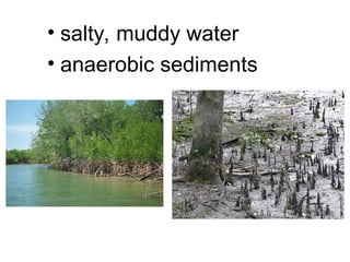 • salty, muddy water
• anaerobic sediments
 