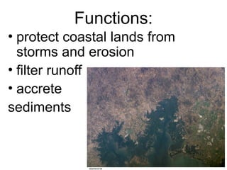 Functions:
• protect coastal lands from
storms and erosion
• filter runoff
• accrete
sediments
 