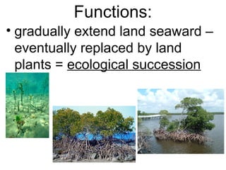 • gradually extend land seaward –
eventually replaced by land
plants = ecological succession
Functions:
 