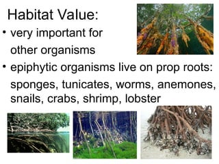 Habitat Value:
• very important for
other organisms
• epiphytic organisms live on prop roots:
sponges, tunicates, worms, anemones,
snails, crabs, shrimp, lobster
 