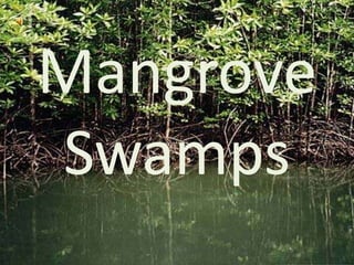 Mangrove Swamps 