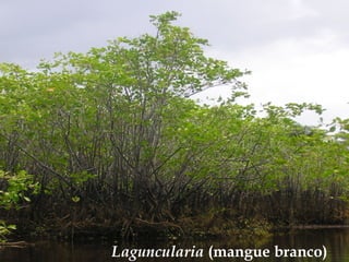 Pokok berembang