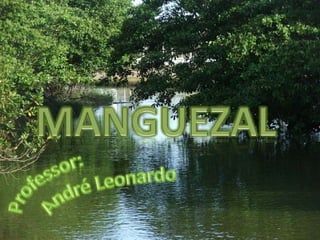 Manguezal