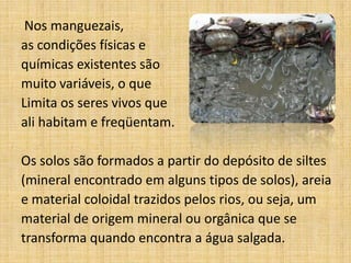 Nos manguezais,
as condições físicas e
químicas existentes são
muito variáveis, o que
Limita os seres vivos que
ali habitam e freqüentam.

Os solos são formados a partir do depósito de siltes
(mineral encontrado em alguns tipos de solos), areia
e material coloidal trazidos pelos rios, ou seja, um
material de origem mineral ou orgânica que se
transforma quando encontra a água salgada.
 