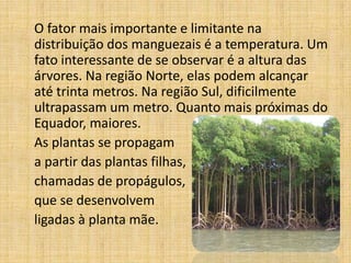 O fator mais importante e limitante na
distribuição dos manguezais é a temperatura. Um
fato interessante de se observar é a altura das
árvores. Na região Norte, elas podem alcançar
até trinta metros. Na região Sul, dificilmente
ultrapassam um metro. Quanto mais próximas do
Equador, maiores.
As plantas se propagam
a partir das plantas filhas,
chamadas de propágulos,
que se desenvolvem
ligadas à planta mãe.
 