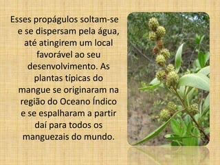 Esses propágulos soltam-se
  e se dispersam pela água,
    até atingirem um local
       favorável ao seu
     desenvolvimento. As
      plantas típicas do
  mangue se originaram na
   região do Oceano Índico
   e se espalharam a partir
       daí para todos os
    manguezais do mundo.
 