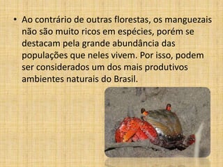 • Ao contrário de outras florestas, os manguezais
  não são muito ricos em espécies, porém se
  destacam pela grande abundância das
  populações que neles vivem. Por isso, podem
  ser considerados um dos mais produtivos
  ambientes naturais do Brasil.
 