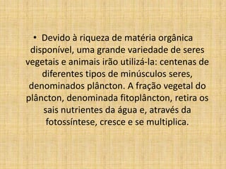 • Devido à riqueza de matéria orgânica
 disponível, uma grande variedade de seres
vegetais e animais irão utilizá-la: centenas de
    diferentes tipos de minúsculos seres,
 denominados plâncton. A fração vegetal do
plâncton, denominada fitoplâncton, retira os
    sais nutrientes da água e, através da
     fotossíntese, cresce e se multiplica.
 