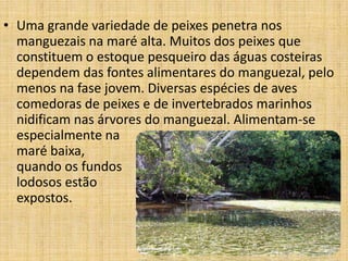 • Uma grande variedade de peixes penetra nos
  manguezais na maré alta. Muitos dos peixes que
  constituem o estoque pesqueiro das águas costeiras
  dependem das fontes alimentares do manguezal, pelo
  menos na fase jovem. Diversas espécies de aves
  comedoras de peixes e de invertebrados marinhos
  nidificam nas árvores do manguezal. Alimentam-se
  especialmente na
  maré baixa,
  quando os fundos
  lodosos estão
  expostos.
 